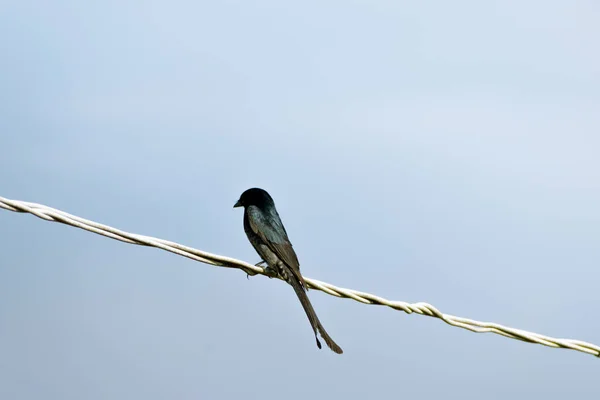 Uccello Drongo Nero Bronzato Seduto Sul Filo Elettrico — Foto Stock