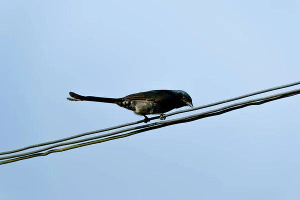 Pájaro Drongo Negro Bronceado Sentado Cable Eléctrico — Foto de Stock