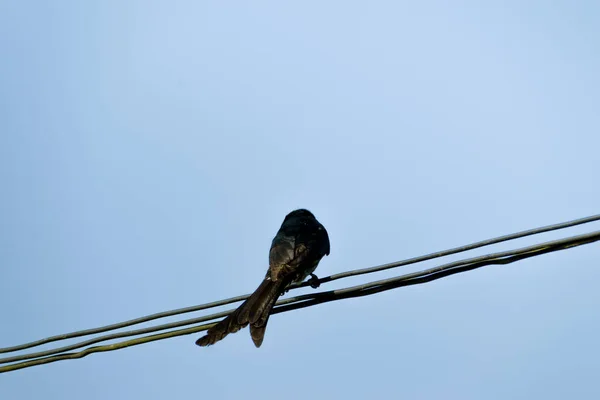 Pájaro Drongo Negro Bronceado Sentado Cable Eléctrico — Foto de Stock