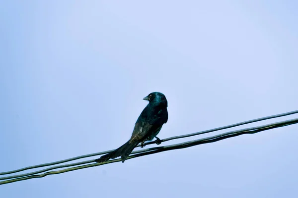 Pájaro Drongo Negro Bronceado Sentado Cable Eléctrico — Foto de Stock