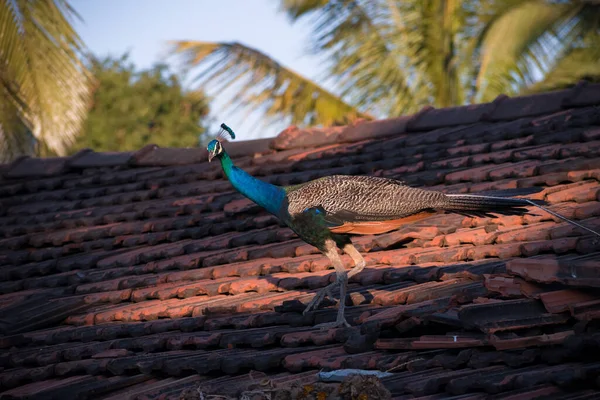 Pavo Real Macho Indio Caminando Las Tejas — Foto de Stock