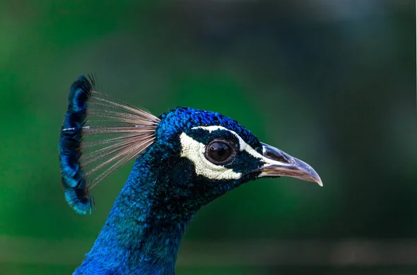 Close Shot Peacock Head Region — Stock Photo, Image