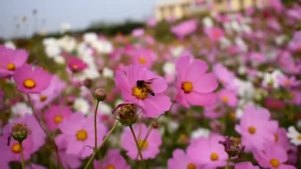 蜜蜂从花园里美丽的花朵中采蜜酿蜜 — 图库视频影像