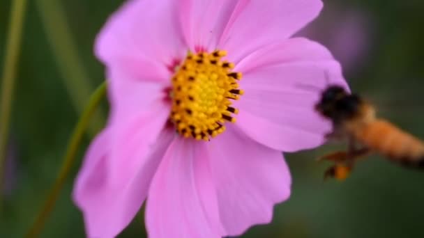 Zbliżenie Strzał Pszczoły Miodnej Zbierając Nektar Pięknych Kwiatów Ogrodzie Aby — Wideo stockowe