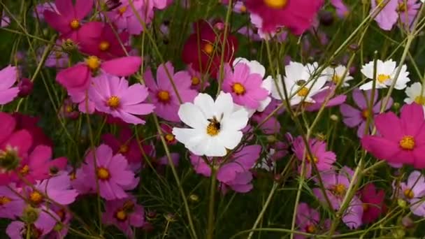 Pszczoła Miodna Zbieranie Nektaru Pięknych Kwiatów Ogrodzie Aby Miód — Wideo stockowe