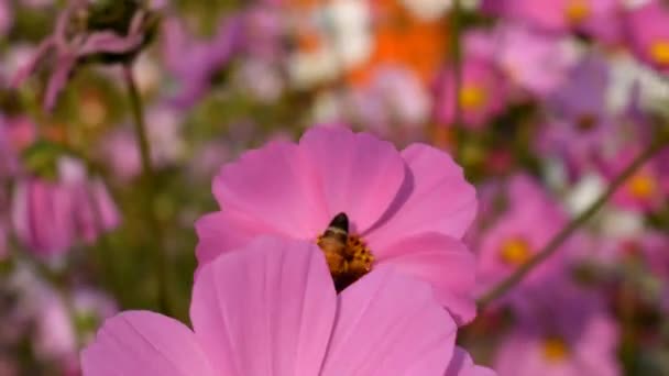 Zbliżenie Strzał Pszczoły Honey Zbierając Nektar Pięknych Kwiatów Ogrodzie Aby — Wideo stockowe
