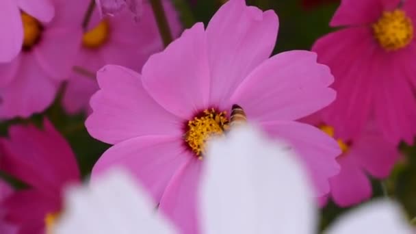 Pszczoła Miodna Zbieranie Nektaru Pięknych Kwiatów Ogrodzie Aby Miód — Wideo stockowe