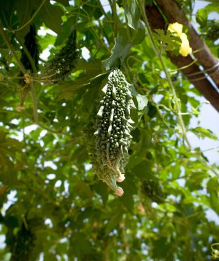 Acı kabağın yakın plan çekimi.