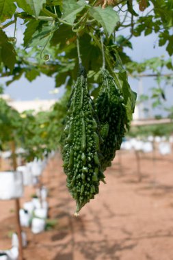 Acı kabağın yakın plan çekimi.