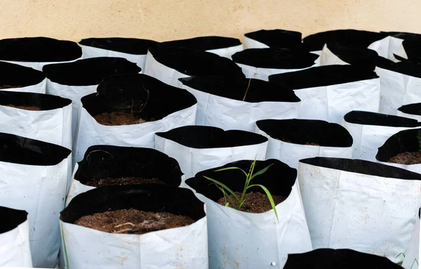 soil bags for gardening containing fertile soil