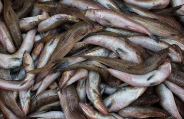 Balık pazarında satılık kertenkele balığını yakından çek..