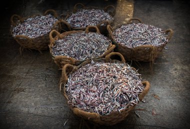 Sepette satılık Anchoviella lepidentostole balığı koleksiyonu..