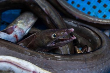 Yakın çekim hançer dişli turna balığı sığ bir tarla derinliğinde.