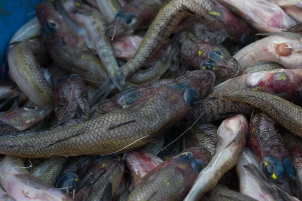 Balık Pazarında Satılık Karalanmış Keçi Balığı — Stok fotoğraf