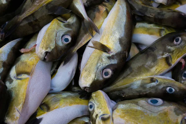 Smoothback Pufferfish Lagocephalus Inermis Koop Vismarkt Haven Van Mangalore Karnataka — Stockfoto