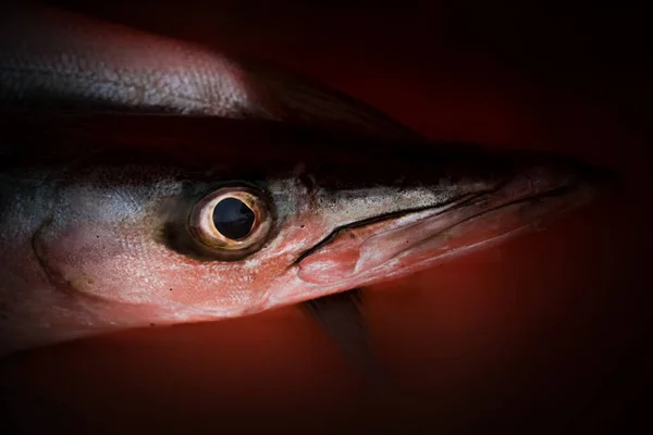 Gros Plan Région Obtuse Tête Poisson Barracuda — Photo