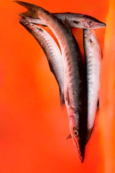 Grupo Peixes Barracuda Isolados Sobre Fundo Laranja — Fotografia de Stock