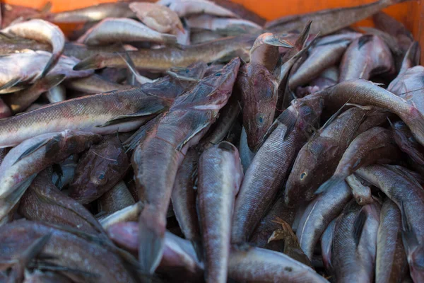 Close Shot Van Wanieso Hagedis Vis Koop Vismarkt — Stockfoto