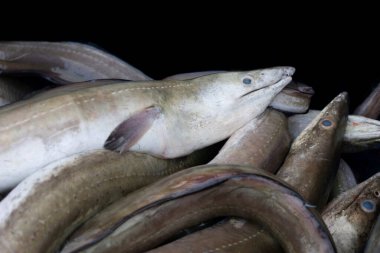 Collection of conger eels isolated on black. clipart