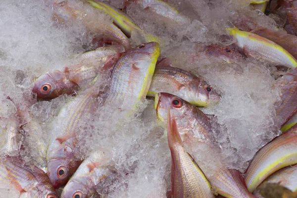 Groep Noordelijke Rode Snappervissen Ijs Koop Vismarkt — Stockfoto