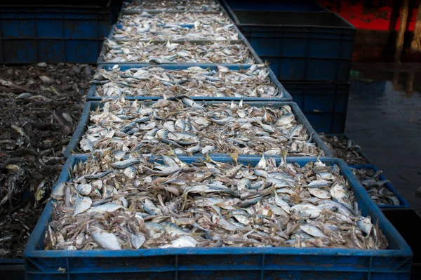 Verzameling Van Grote Hoeveelheden Koninginnenvis Containers Die Klaar Zijn Voor — Stockfoto