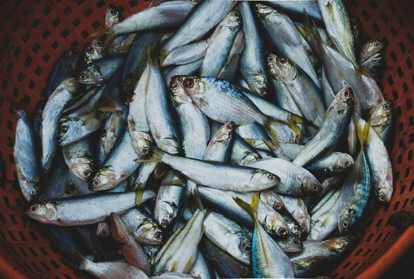 Verzameling Van Verse Sardinevis Koop Vismarkt — Stockfoto