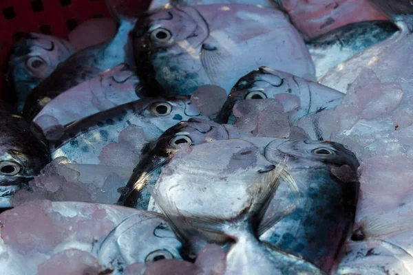 Navalha Moonfish Com Foco Seletivo Profundidade Rasa Campo — Fotografia de Stock