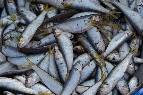 Verzameling Van Verse Sardinevis Koop Vismarkt — Stockfoto