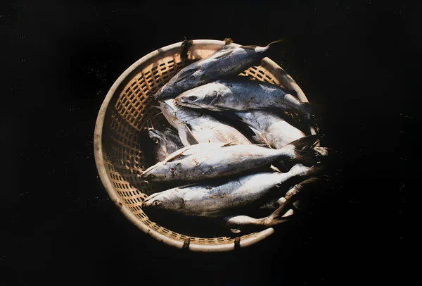 Group Silver Catfish Fish Container Isolated Black — Stock Photo, Image