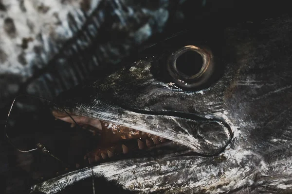 Close Tiro Cabeça Cavala Espanhola Com Olhos Dente Afiado — Fotografia de Stock