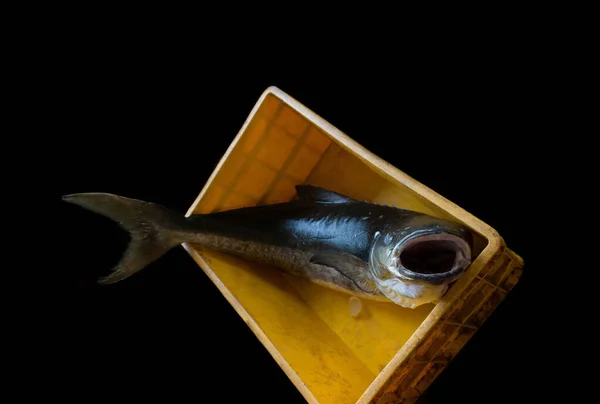 Cobia Poisson Ouvrir Bouche Dans Récipient Poisson Isolé Sur Noir — Photo