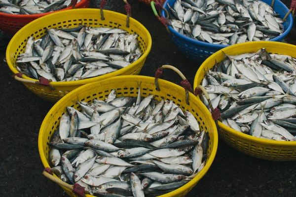 Inzameling Van Indiase Makreel Een Viscontainer Koop Markt — Stockfoto