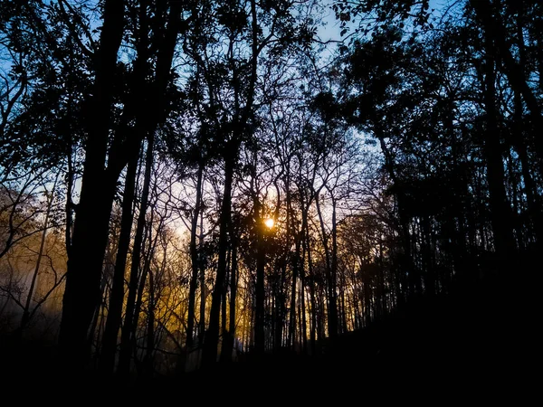 Bonito Crepúsculo Tiro Sol Através Árvores Florestais Ghats Ocidentais Karnataka — Fotografia de Stock