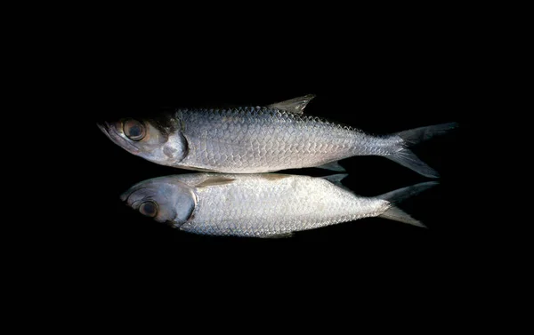 Tarpon Indo Pacífico Megalops Cyprinoides Peixes Isolados Sobre Fundo Preto — Fotografia de Stock