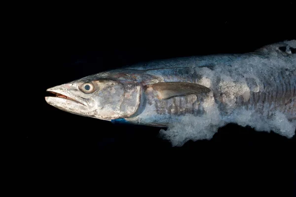 Estreito Barrado Espanhol Peixe Cavala Com Gelo Coberto Isolado Sobre — Fotografia de Stock