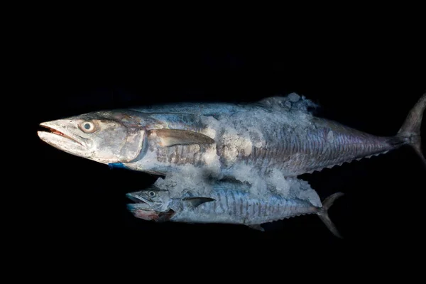 Poisson Maquereau Espagnol Barre Étroite Avec Son Bébé Recouvert Glace — Photo