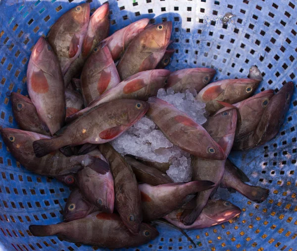 Kırmızı Resif Morina Balığı Koleksiyonu Satılık — Stok fotoğraf