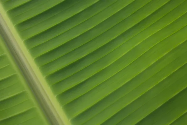 Leaves — Stock Photo, Image