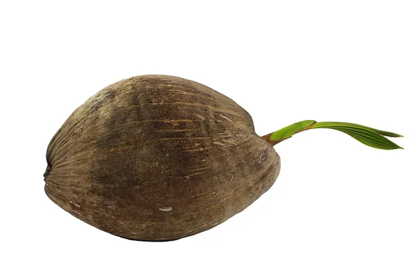 Coconut — Stock Photo, Image