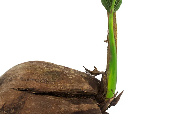 Coconut — Stock Photo, Image