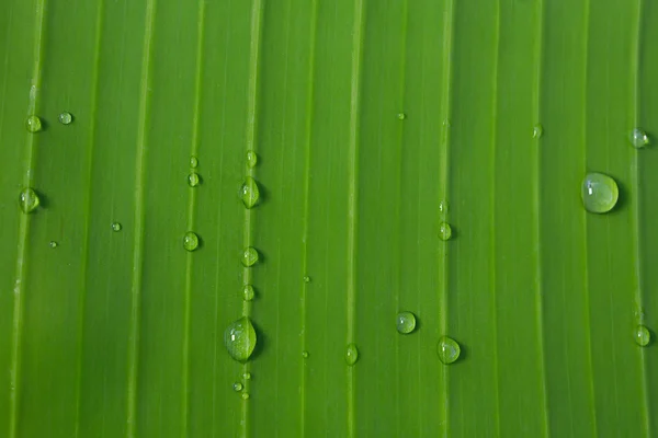 Leaves Stock Picture