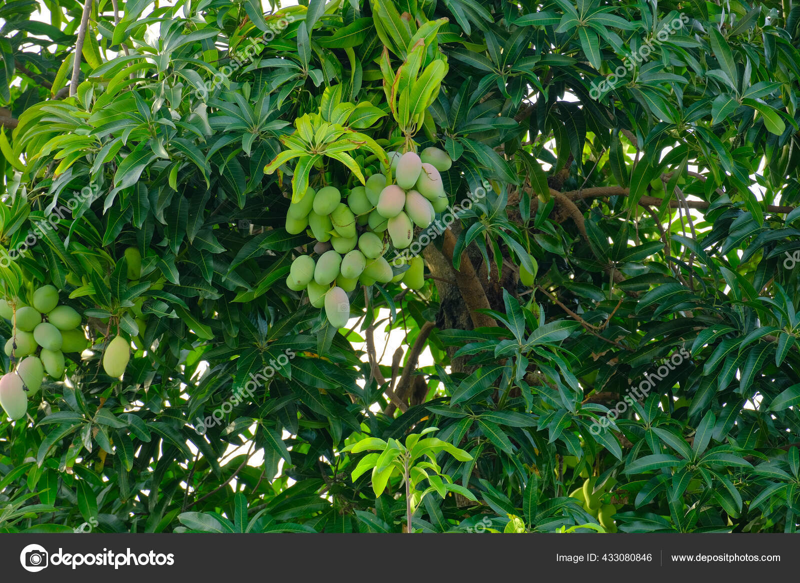 Imágenes de Mango sul ramo libres de derechos | DepositPhotos, image size:1600x1167