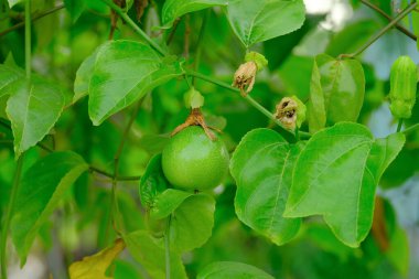 Ağaçtaki genç tutku meyvesinin gürültü efektli seçici odak resmi