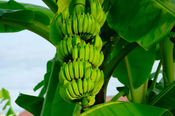 Селективный Фокус Эффектом Шума Куча Молодых Зеленых Berangan Бананов Ферме — стоковое фото