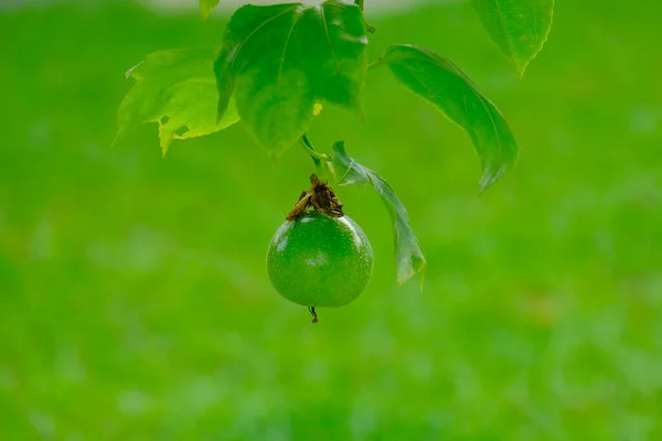 Imagen Enfoque Selectivo Con Efecto Ruido Fruta Pasión Joven Árbol — Foto de Stock