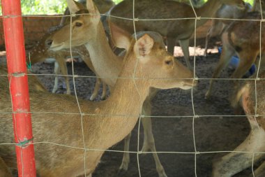 Çiftlikteki kafeste gürültü efektli bir resim..