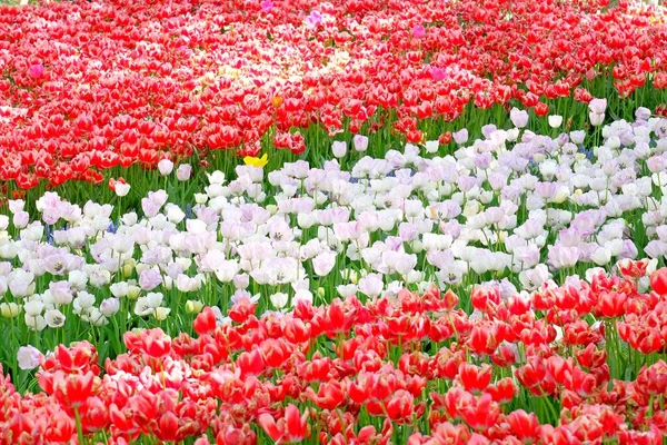 Beautiful Tulips Flower Garden Istanbul Turkey Tulips Originated Turkey — Stock Photo, Image
