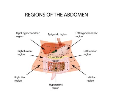 Abdominal Region. The liver, gallbladder, pancreas, stomach, duodenum, intestine, small intestine, large intestine, colon, rectum, apendiks, cecum. clipart