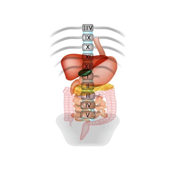 Los cuerpos del tracto digestivo. Ubicación en la cavidad abdominal. Espina dorsal. Ilustración vectorial sobre fondo aislado — Archivo Imágenes Vectoriales