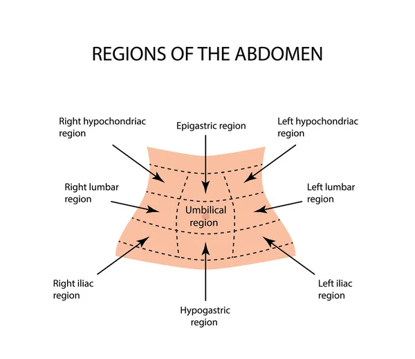 Région abdominale. Illustration vectorielle sur fond isolé — Image vectorielle